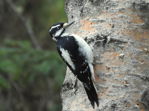 Hairy Woodpecker