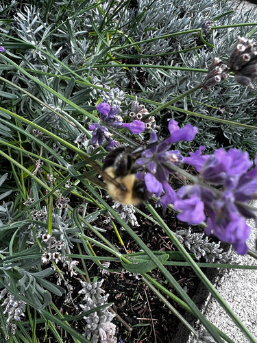 Common Eastern Bumble Bee