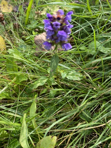 common selfheal