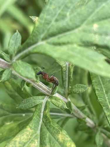 Ferruginous Carpenter Ant