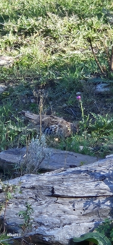 Ruffed Grouse