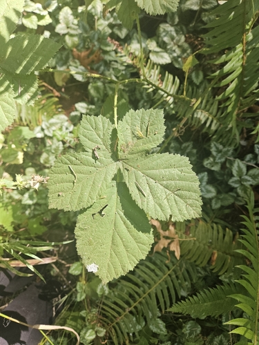 Armenian Blackberry