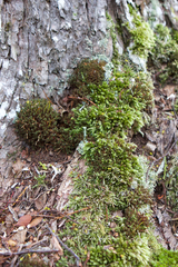 Syntrichia fragilis