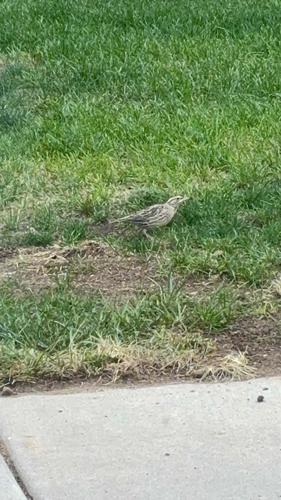 Western Meadowlark