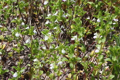 Acanthomintha ilicifolia