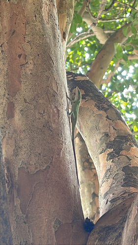 Green Anole