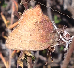Callophrys augustinus iroides