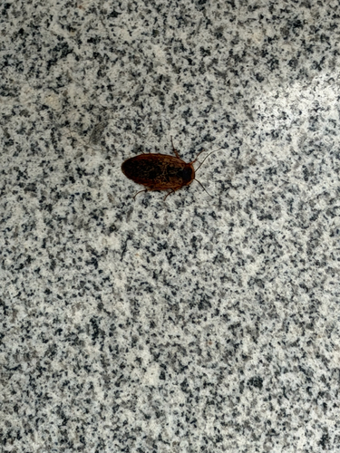 Chinese Medicinal Cockroach