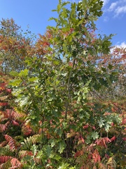 Quercus rubra, photograph (c) Barry Cottam, some rights reserved (CC BY)
