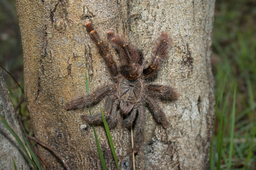Yellow-banded Pinktoe Tarantula