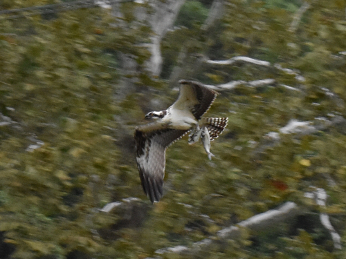 Osprey