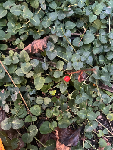 partridgeberry