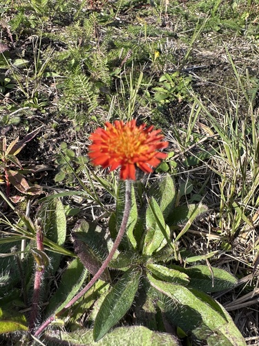 orange hawkweed