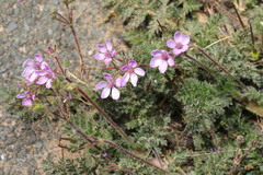 Erodium lebelii