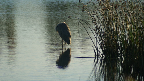 Great Blue Heron