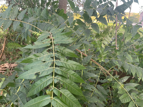 tree-of-heaven