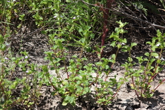 Acanthomintha ilicifolia