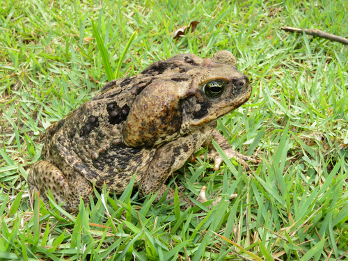 Cane Toad