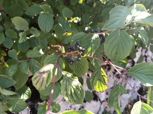 common dogwood