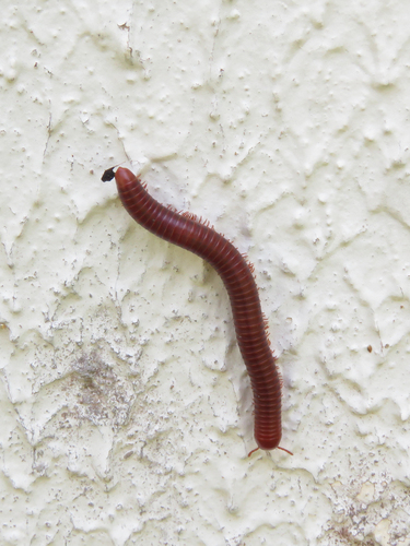 Rusty Millipede