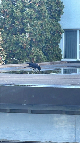 American Crow