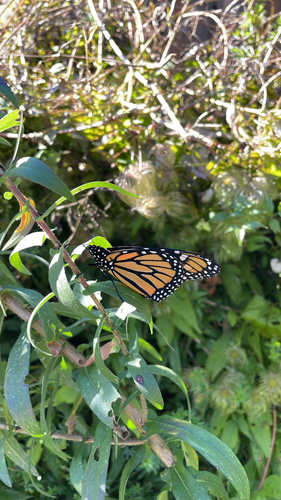 Monarch