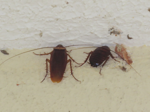 American Cockroach