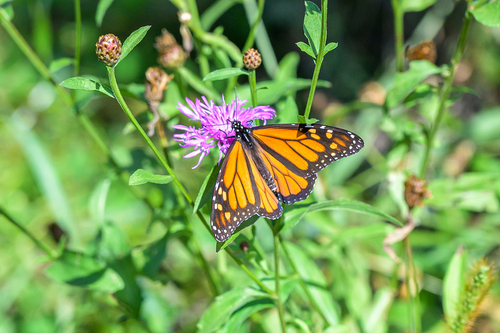 Monarch