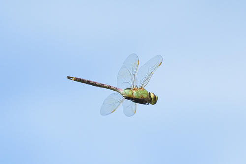 Common Green Darner
