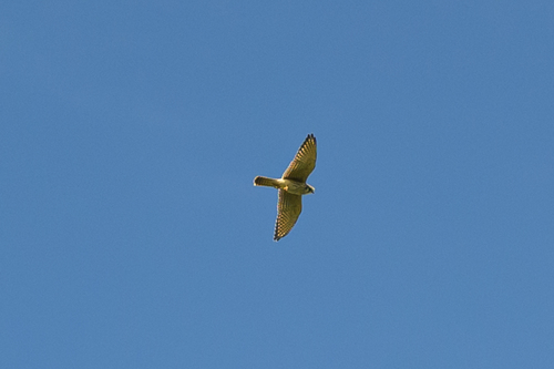 American Kestrel