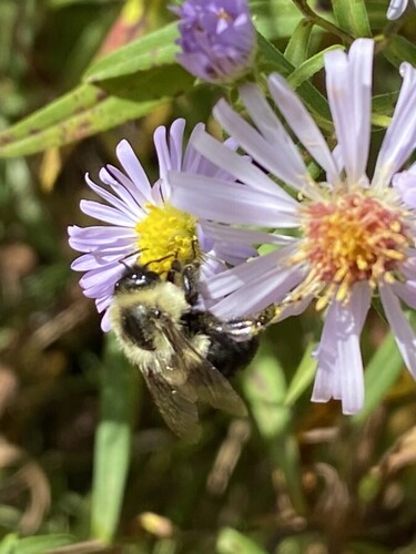 Common Eastern Bumble Bee