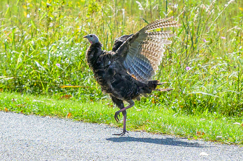 Wild Turkey