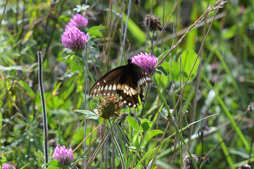 Black Swallowtail