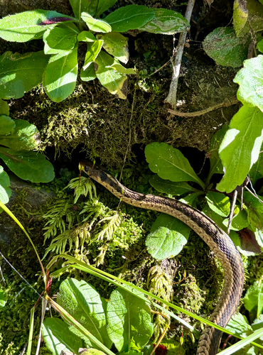 Common Garter Snake