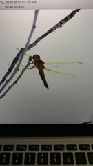 Libellula croceipennis