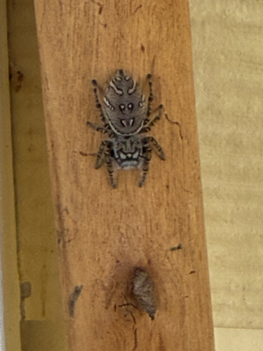 High Eyelashed Jumping Spider