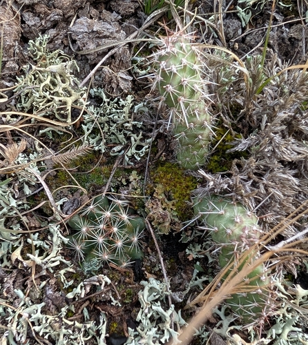 Opuntia fragilis, photograph 4