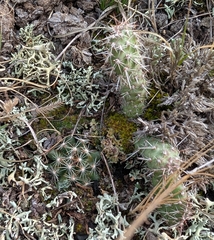 Opuntia fragilis, photograph (c) Don Cretin, some rights reserved (CC BY)