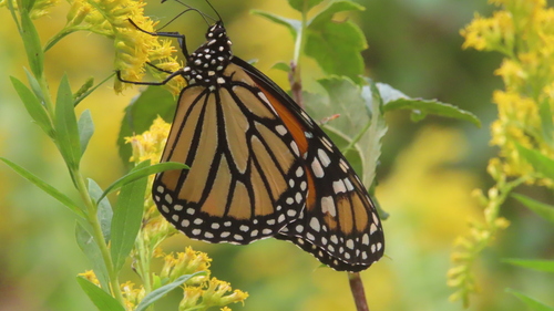 Monarch