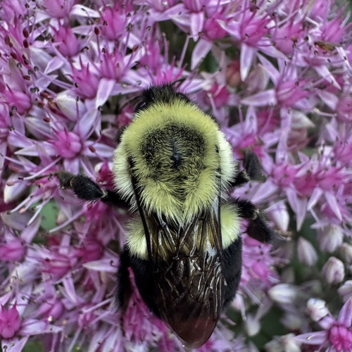 Common Eastern Bumble Bee