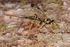 Spilopteron occiputale