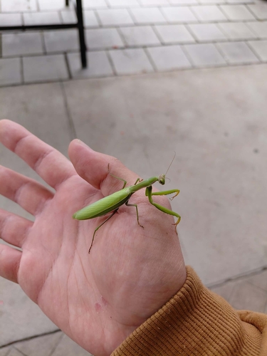 European Mantis