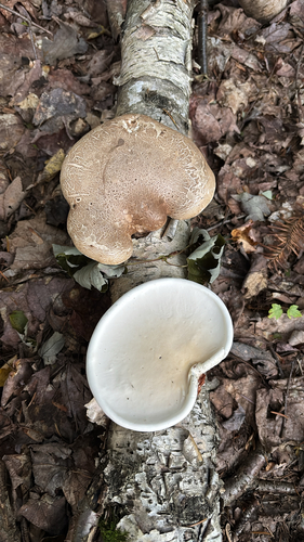 birch polypore