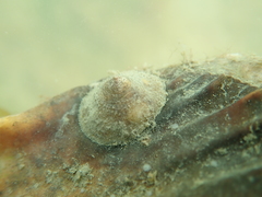 Calyptraea chinensis