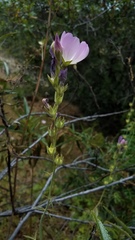 Sidalcea robusta