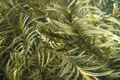 Potamogeton robbinsii