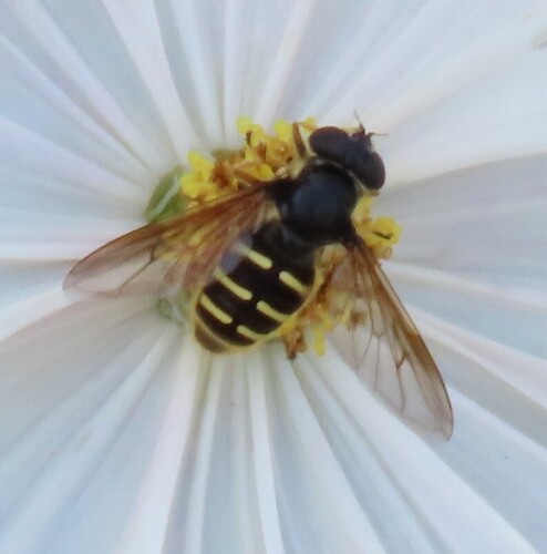 Western Pond Fly