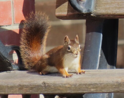 American Red Squirrel