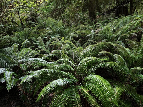western sword fern