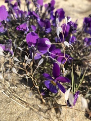Viola tricolor curtisii